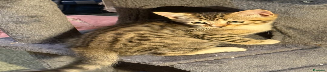 Mixed Breed Kitten 1