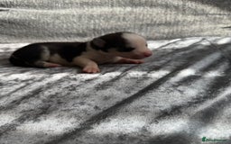 Siberian Husky dogs for sale: 2 stunning Siberian husky puppies for sale - Image 9