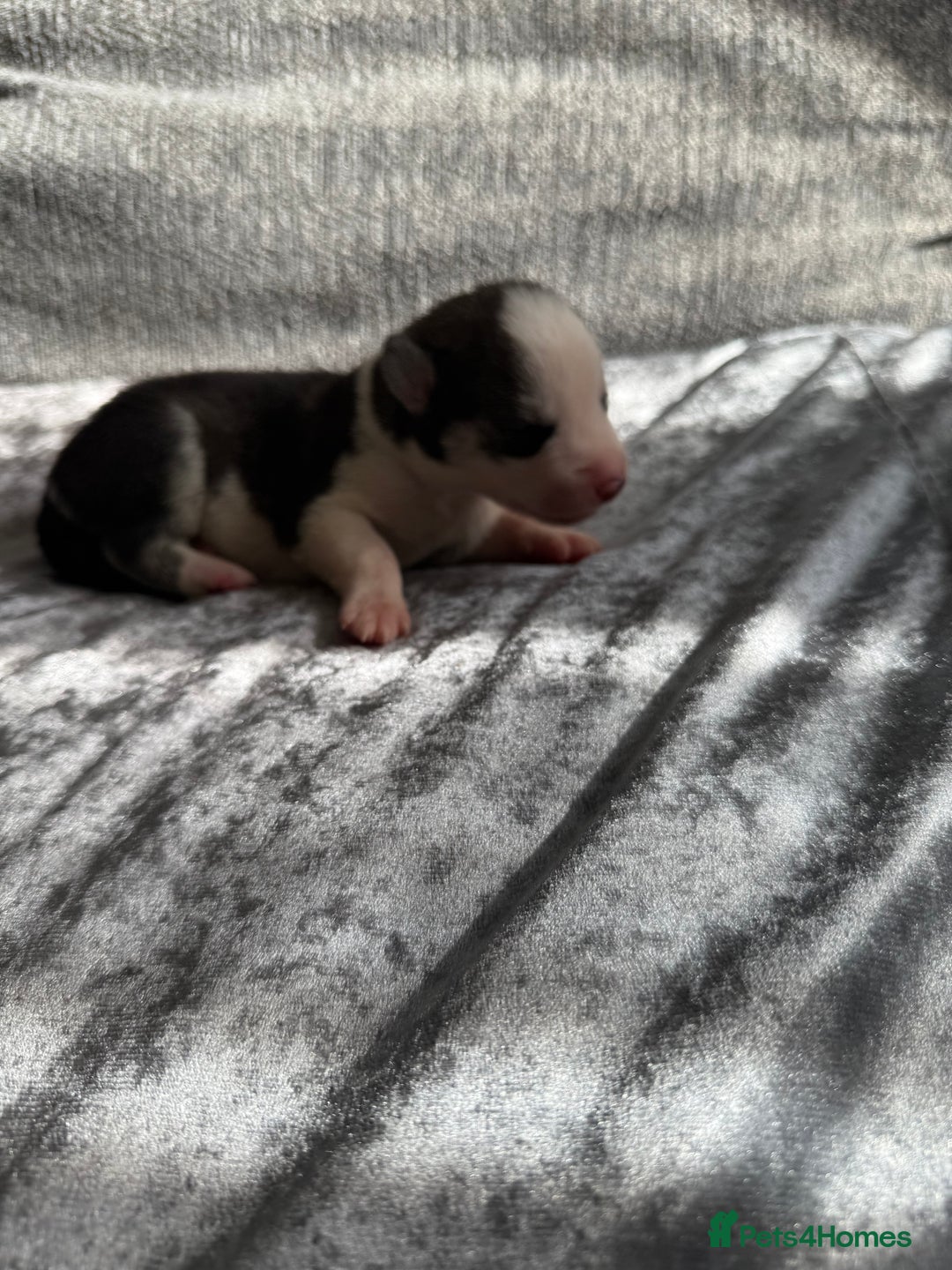 Siberian Husky dogs for sale: 2 stunning Siberian husky puppies for sale - Image 9