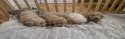 Cockapoo dogs for sale:  Cockapoo puppies F2B - Advert 10