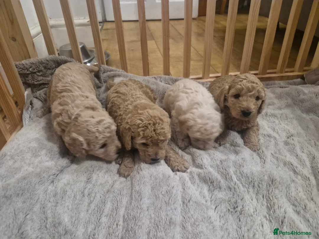 Cockapoo dogs for sale:  Cockapoo puppies F2B - Advert 10