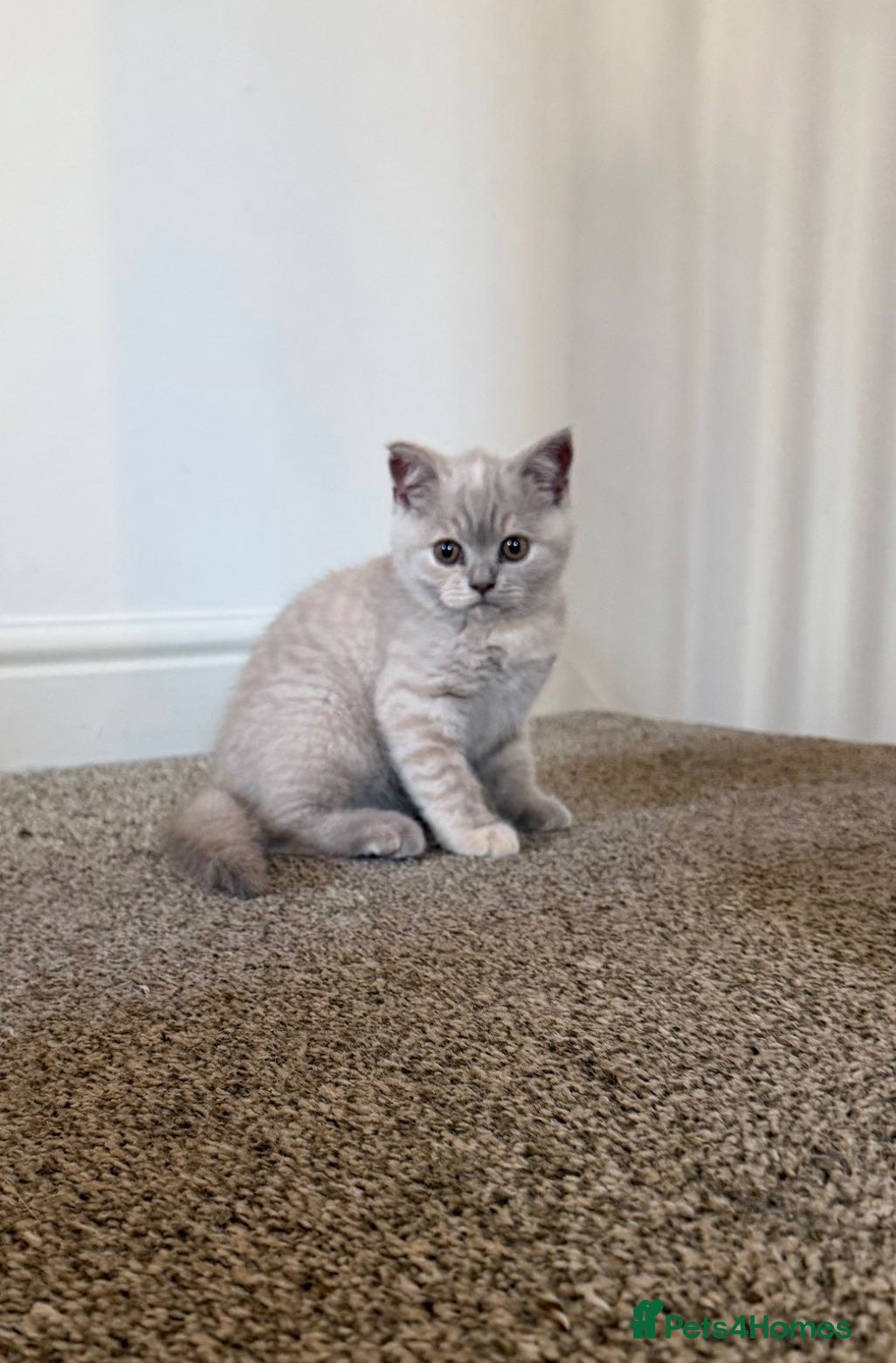 British Shorthair cats Ready now!!  lilac British short hair kittens - Advert 9