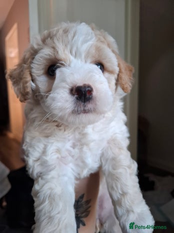 Mixed Breed dogs in Congleton - Advert 10