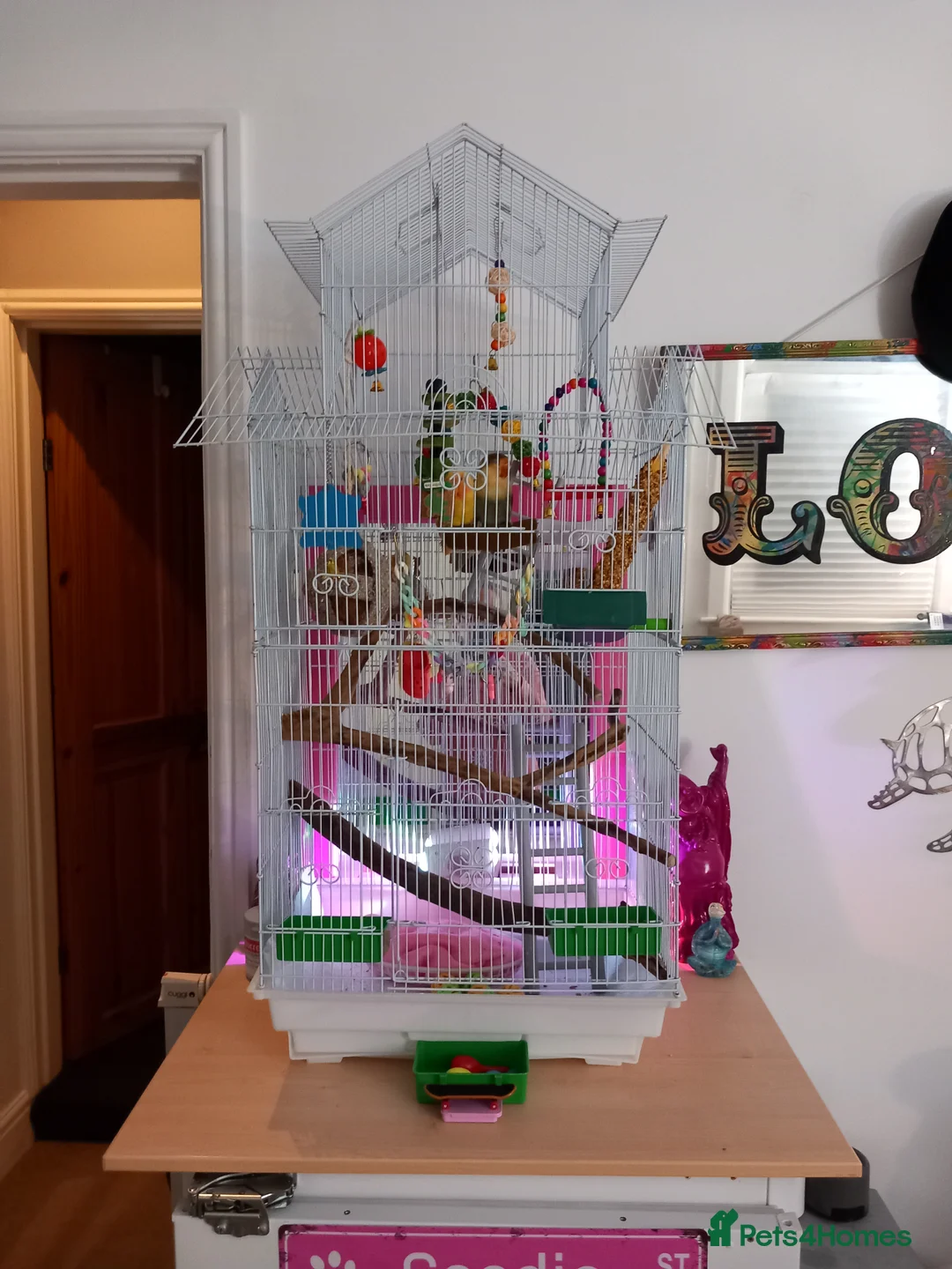 Lovebirds birds for sale: Two gorgeous friendly lovebirds  - Advert 7