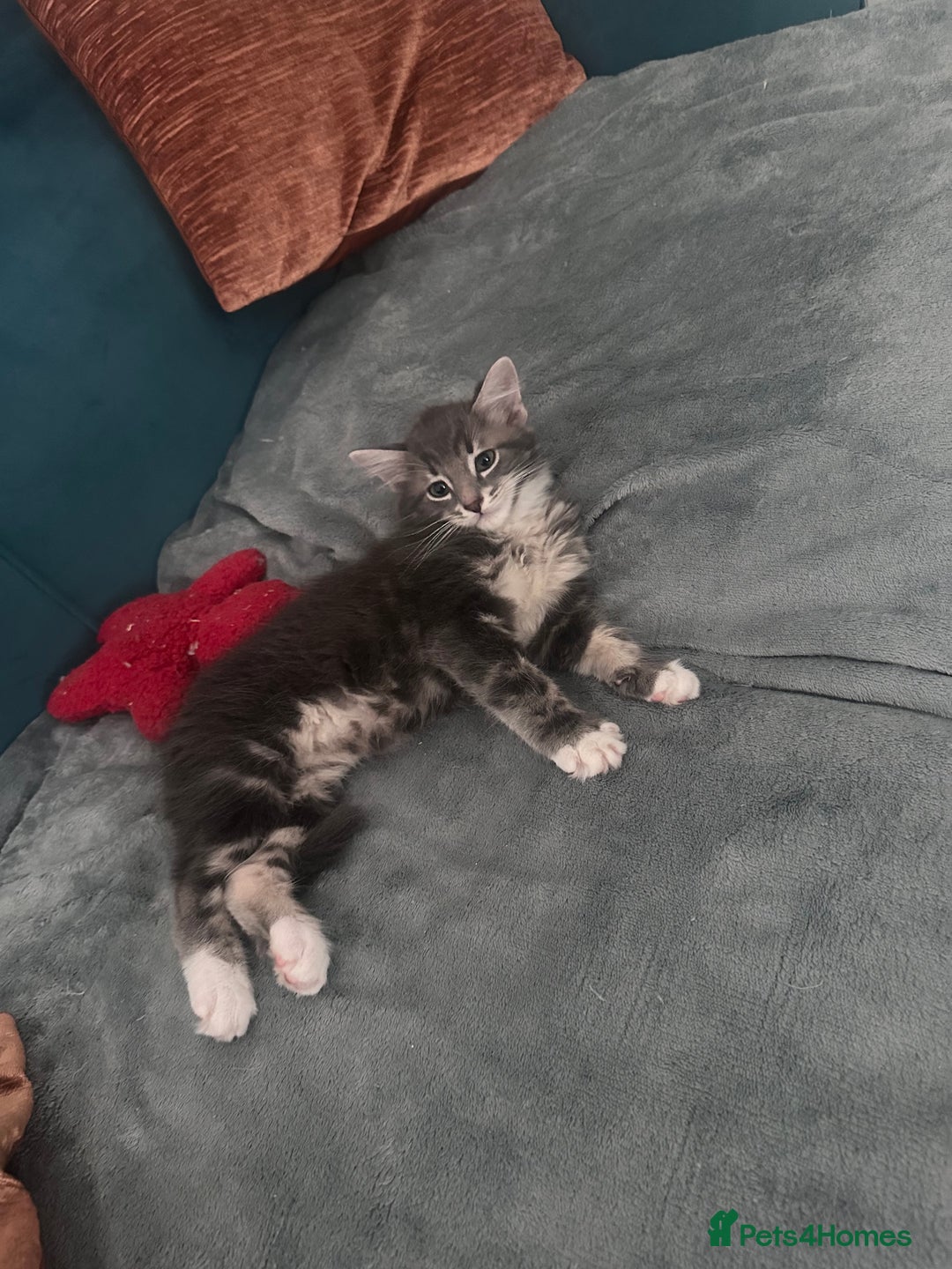 Domestic Shorthair cats for sale: Kitten ready to find forever home  - Image 6
