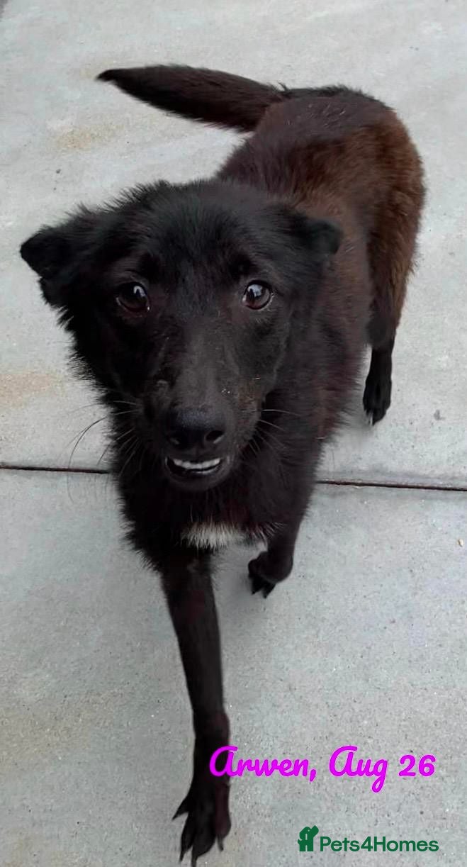 Mixed Breed dogs Arwen, 7 months approx. Available for adoption. - Advert 1