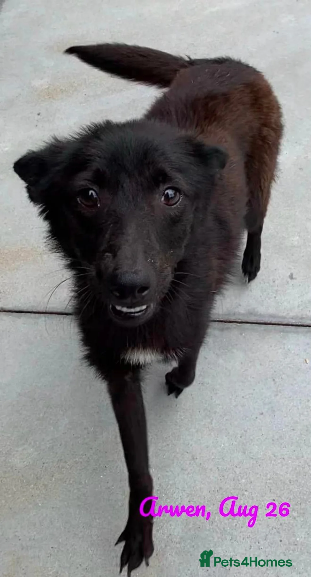 Mixed Breed dogs for adoption: Arwen, 7 months approx. Available for adoption. - Advert 1