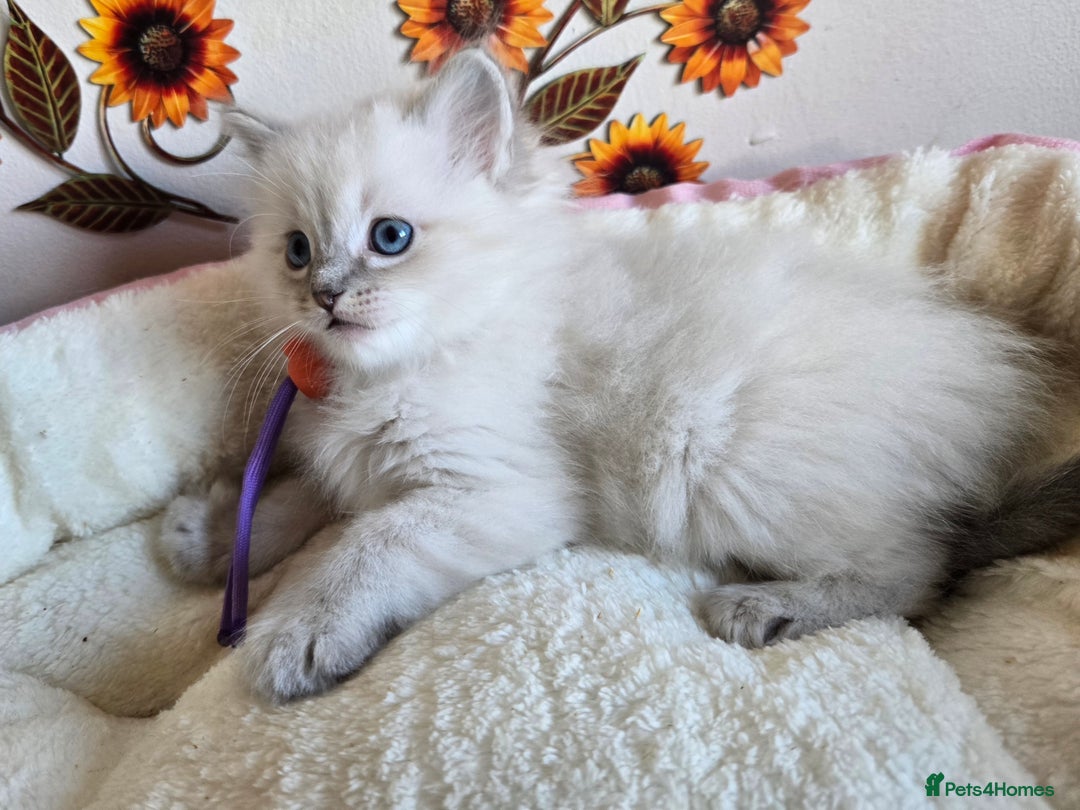 Ragdoll cats for sale: Registered male Ragdoll kittens  - Image 22