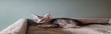 Maine Coon 3