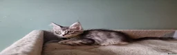 Maine Coon cats for sale: Tica!! Amazing kittens - Advert 10