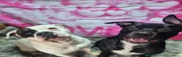 Mixed Breed dogs for sale: Two pups left for sale  - Advert 1