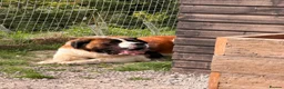 Saint Bernard dogs for sale: Kc registered Saint Bernard pups  - Advert 4
