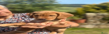 Cockerdor 1