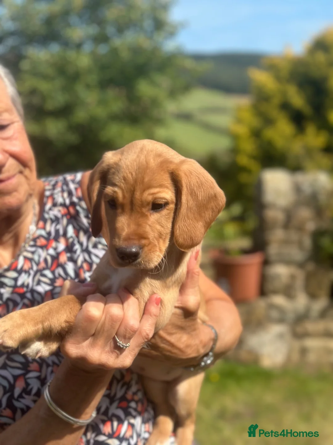 Cockerdor dogs for sale: Adorable Cocker Spaniel x Labrador - Advert 2