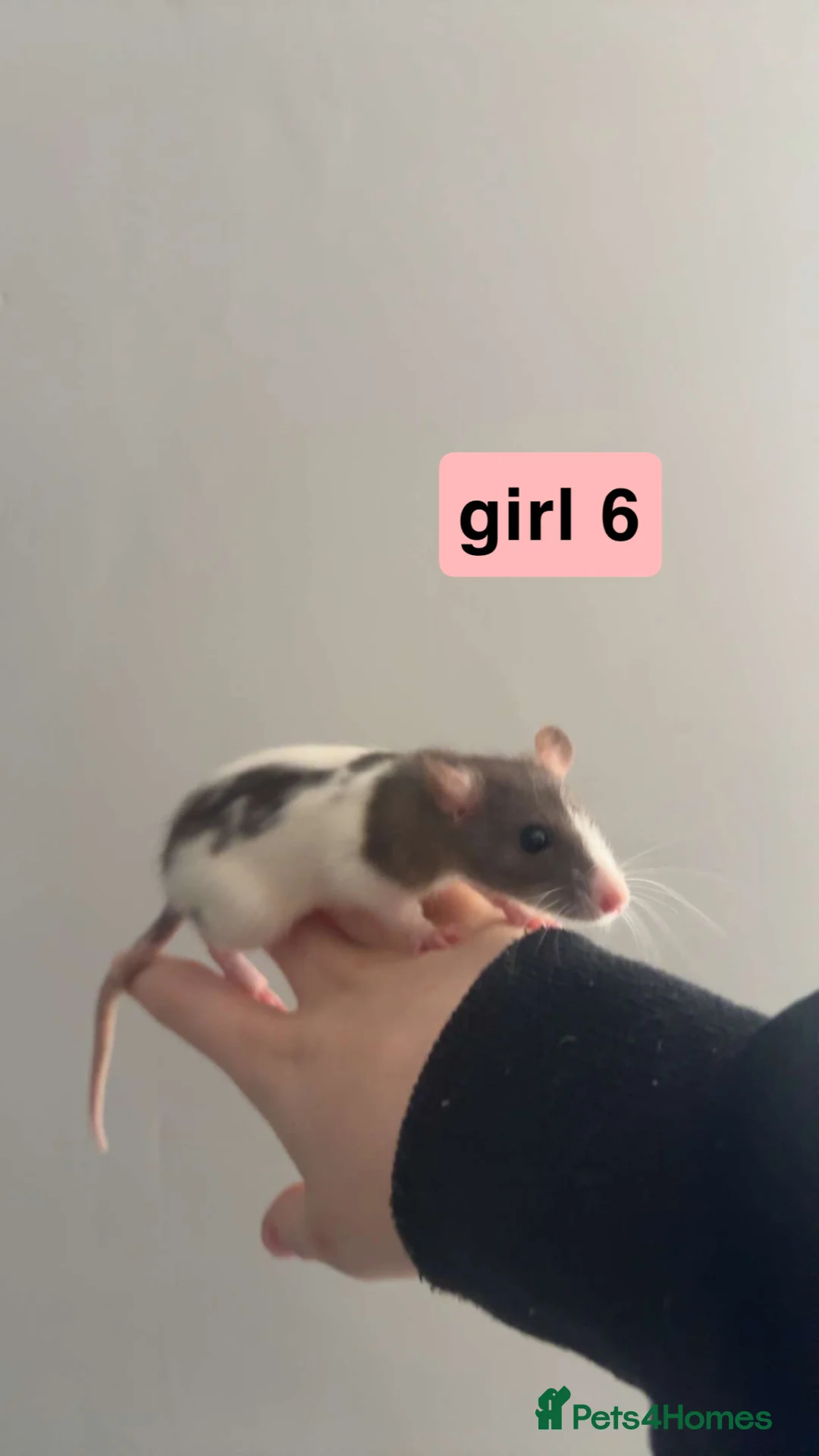 Rat rodents for sale: mixed rats in Daventry - Advert 12