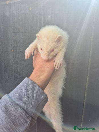 Ferret rodents - Advert 16