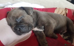 Mixed Breed dogs for sale: 5 cane corso mix puppies - Image 11