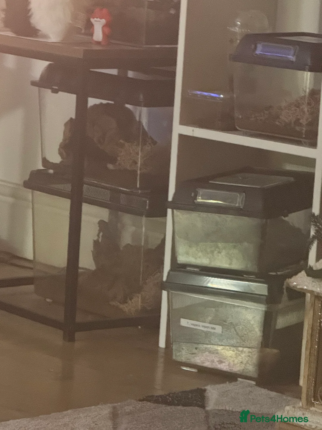 Tarantulas invertebrates for sale: Tarantulas with enclosures - Advert 2