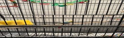 Budgerigars birds for sale: 1 BUDGIE AND CAGE FOR FREE ‼️ - Advert 4
