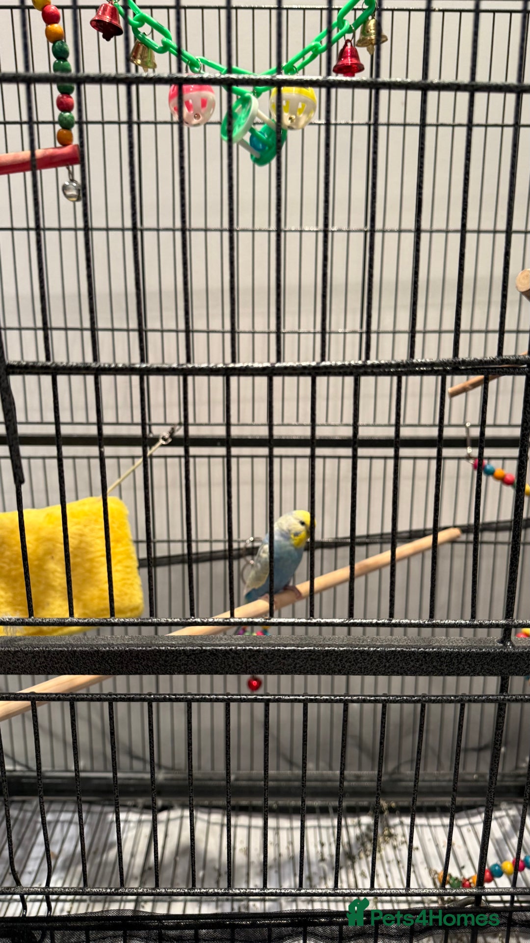 Budgerigars birds for sale: 1 BUDGIE AND CAGE FOR FREE ‼️ - Advert 4