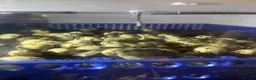 Quail poultry for sale: Mixed Coturnix quail and eggs in Bradford - Advert 3
