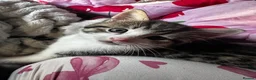 Mixed Breed cats for sale: HALF MAINE COONS  - Advert 3