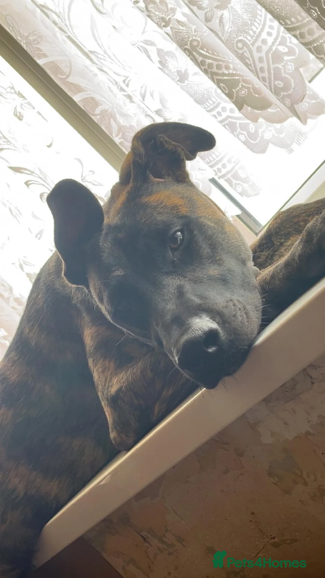 Mixed Breed dogs for sale: Bella the Energetic Pup Seeking a Loving Home 🐶 - Advert 3