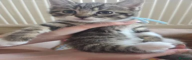Ice Blue Tabby boy