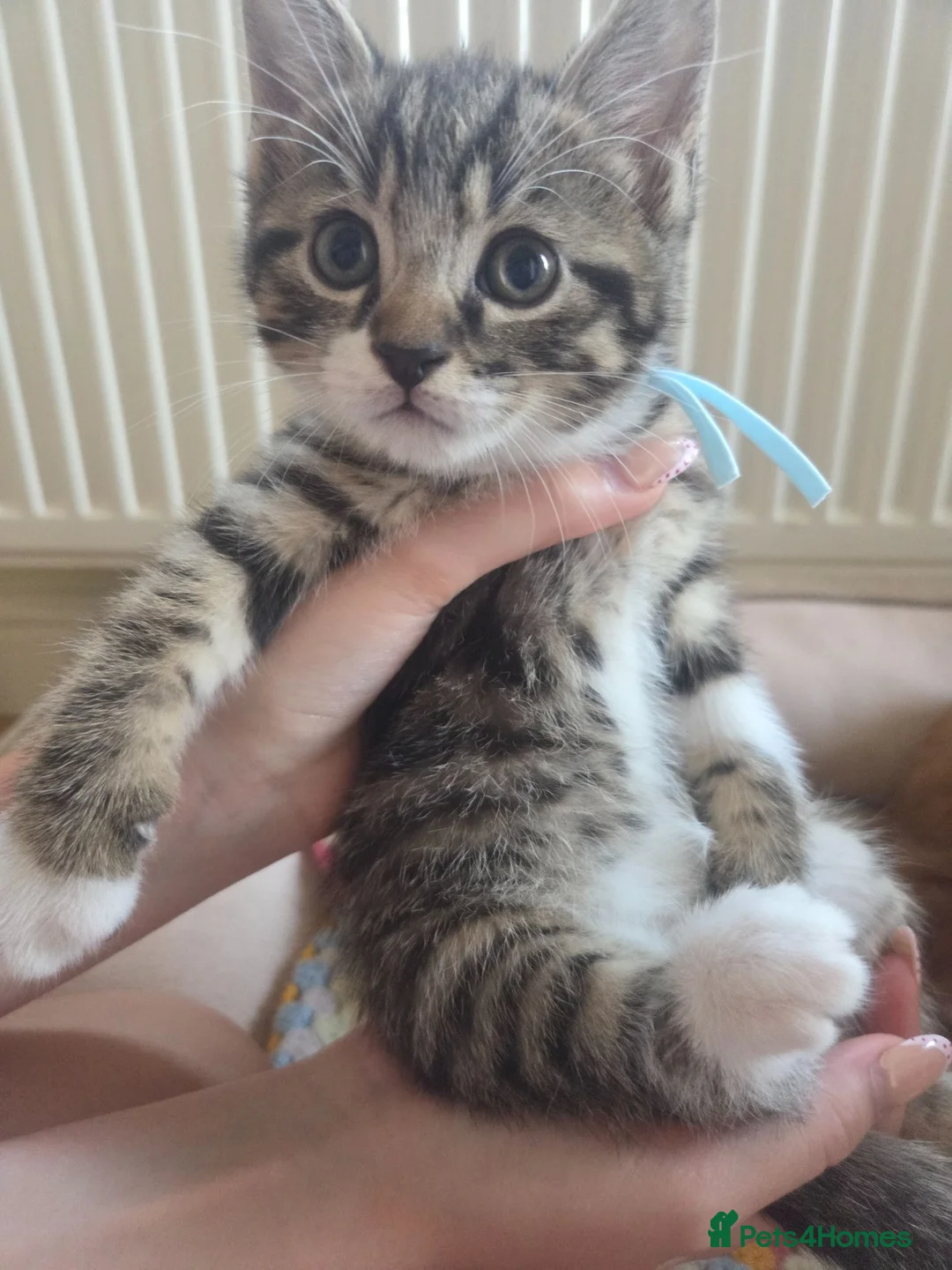 Mixed Breed cats for sale: Adorable Persian cross Tabby kittens  - Advert 1