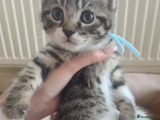 Mixed Breed cats Adorable Persian cross Tabby kittens - Advert 4