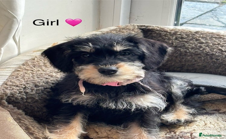 Mixed Breed dogs - Advert 2