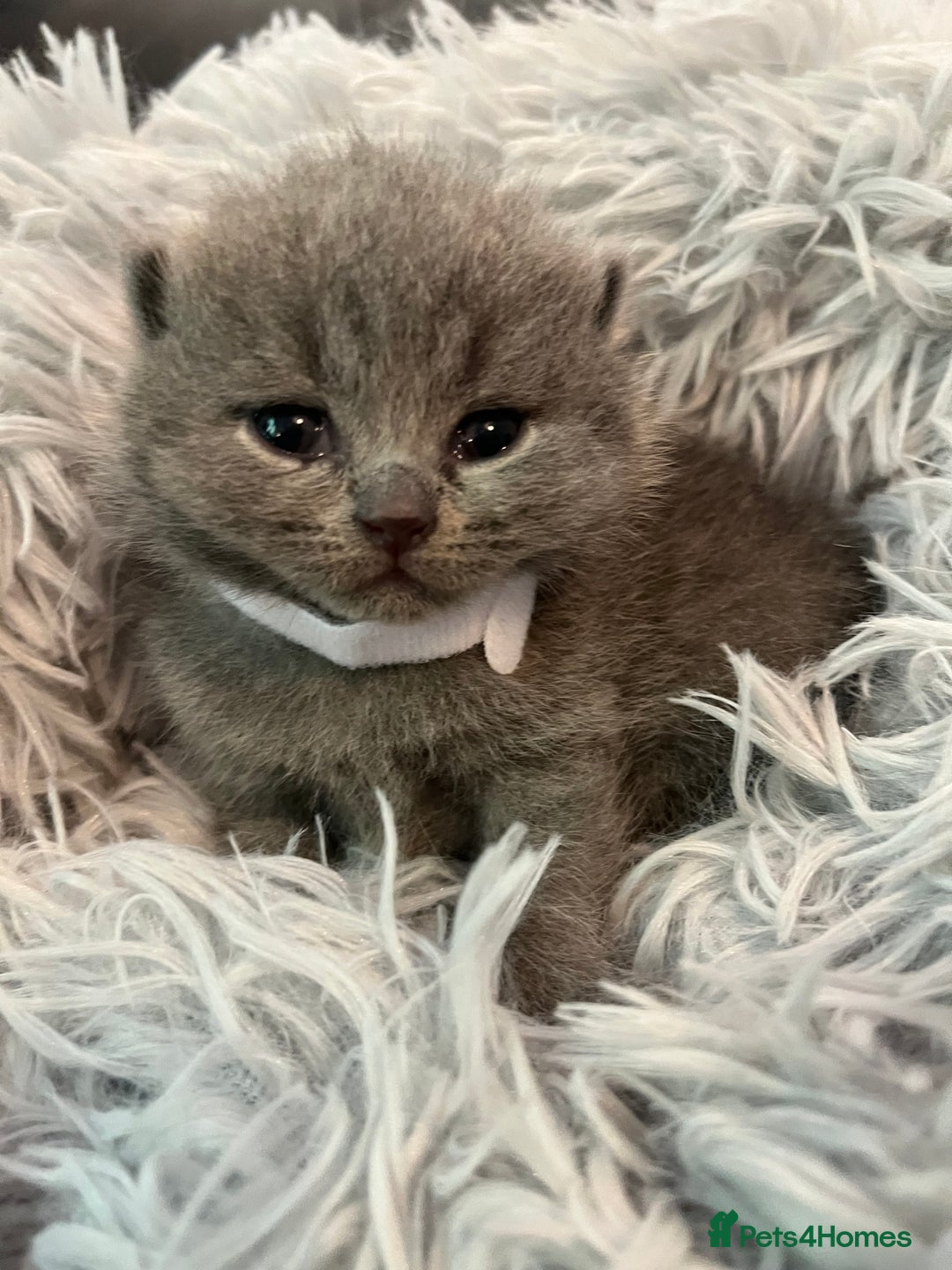British Shorthair cats for sale: Gentle loving family pets - British Blues  - Image 8
