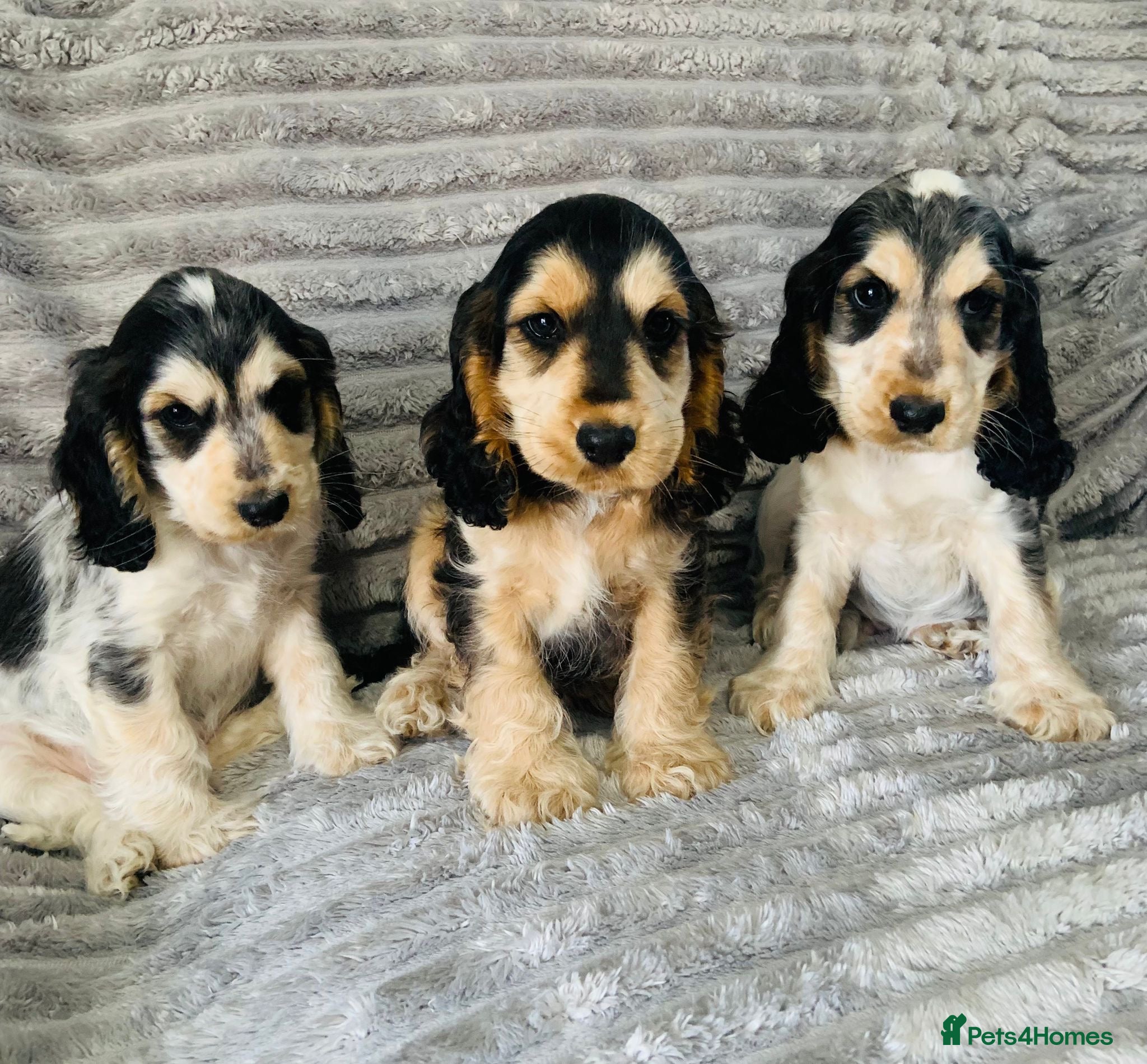 Cocker Spaniel dogs Beautiful Show Cocker Spaniels - Advert 1