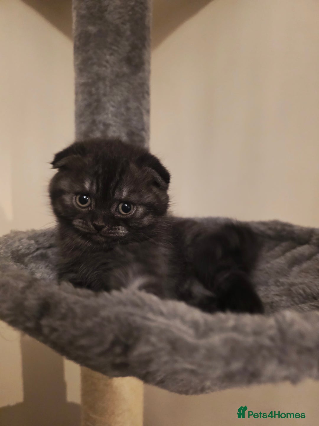 Scottish Fold cats for sale: Scottish fold ears female - Advert 2