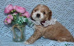 Cockapoo dogs for sale: Unique F1 Cockapoo Puppies - Image 17