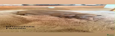 Dachshund 5