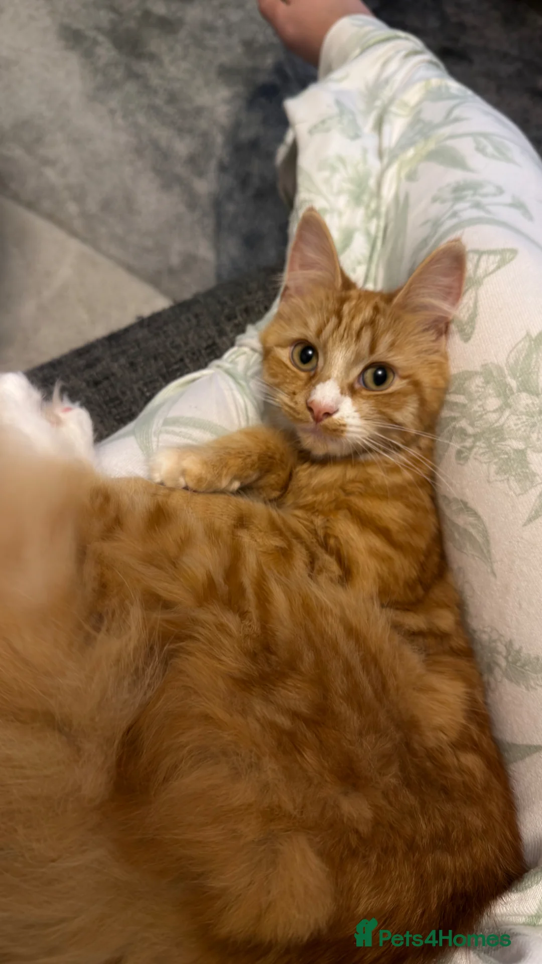 Mixed Breed cats for sale: Female Orange Cat - Sweet and Friendly! - Advert 2