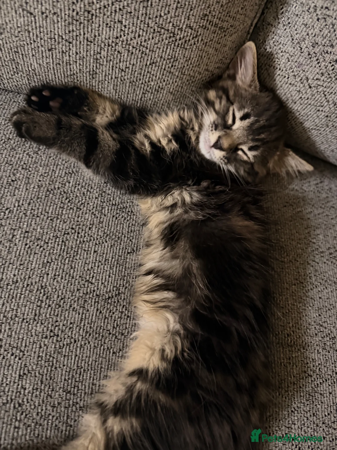 European cats for sale: Kitten ready to leave - Advert 9