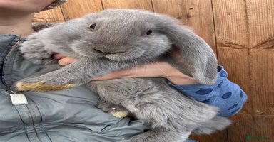 French Lop rabbits - Advert 13