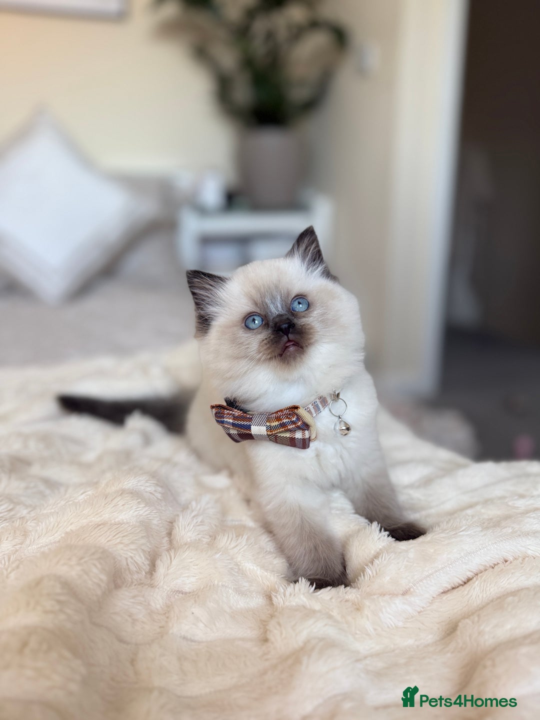 Ragdoll cats for sale: Beautiful Ragdoll Kitten for Sale – Seal Point - Advert 3