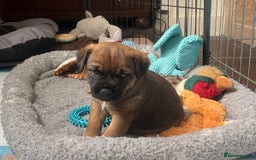 Border Terrier dogs for sale: Gorgeous KC reg Border Terrier Boys - Image 7