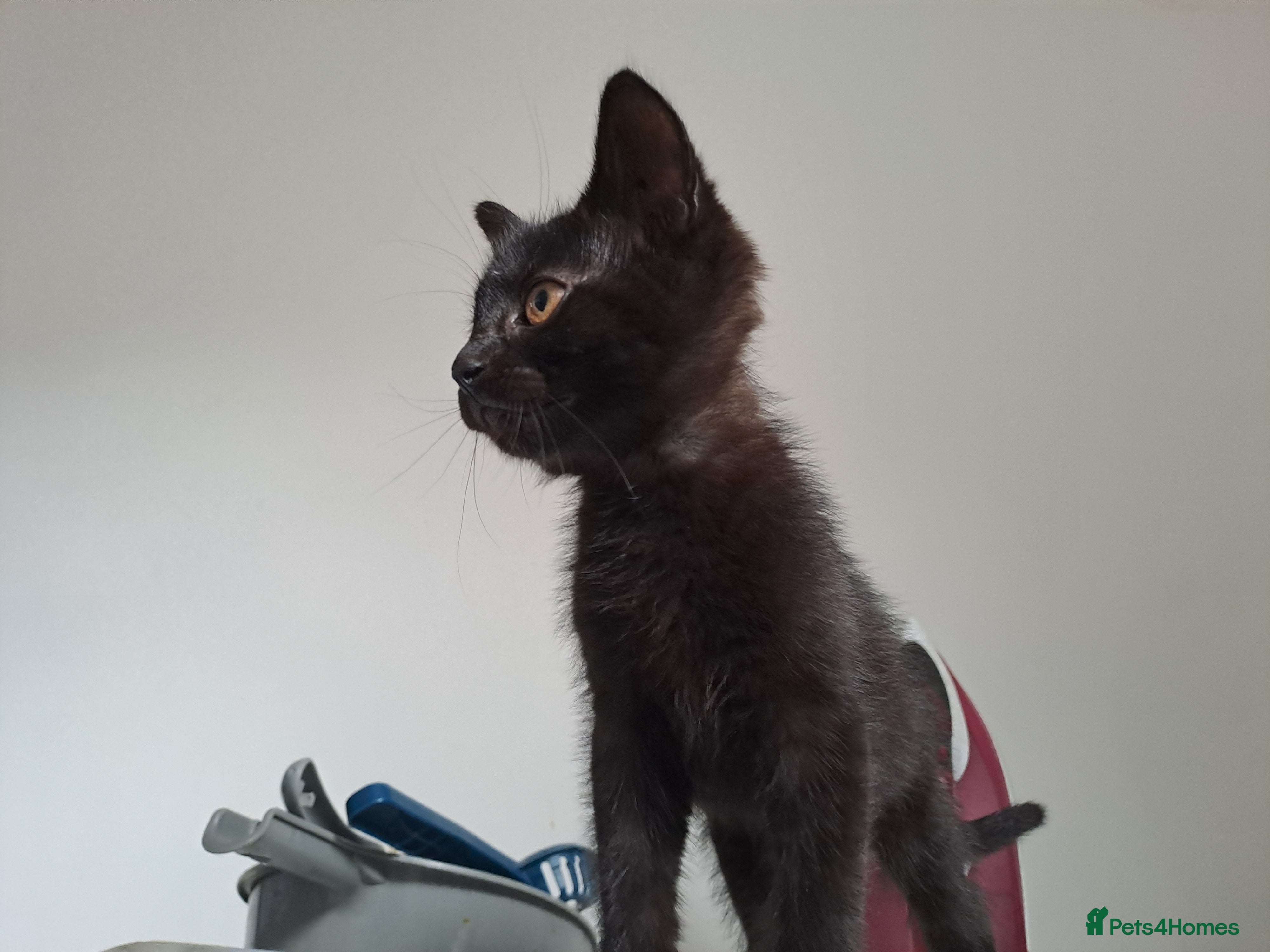 Mixed Breed cats 3 kittens ready to go  - Advert 12