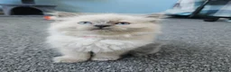 Ragdoll cats for sale: Ragdoll kittens looking new home 🏡  - Advert 28