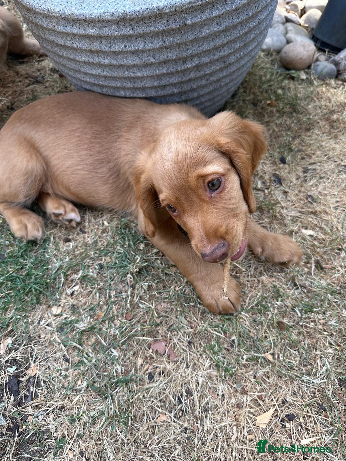 Cocker Spaniel dogs 3 Boys Ready to Re home Cockers  - Advert 2