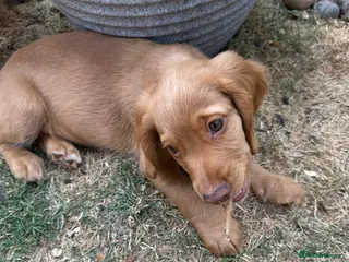 Cocker Spaniel dogs 3 Boys Ready to Re home Cockers - Advert 2