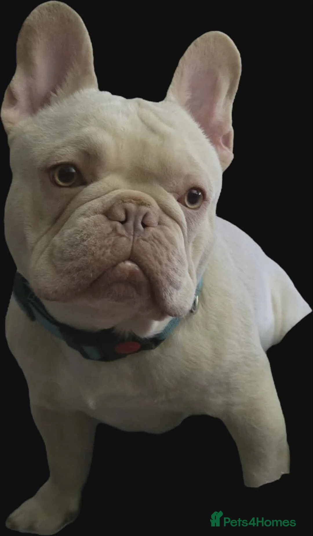French Bulldog dogs for sale: Tony the frenchie - Advert 1