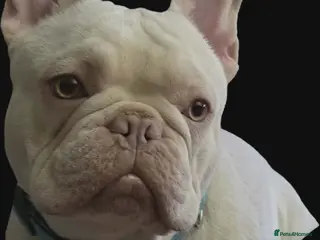 French Bulldog dogs Tony the frenchie - Advert 16