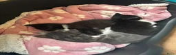 Mixed Breed cats for sale: Maine coon X kittens - Advert 8