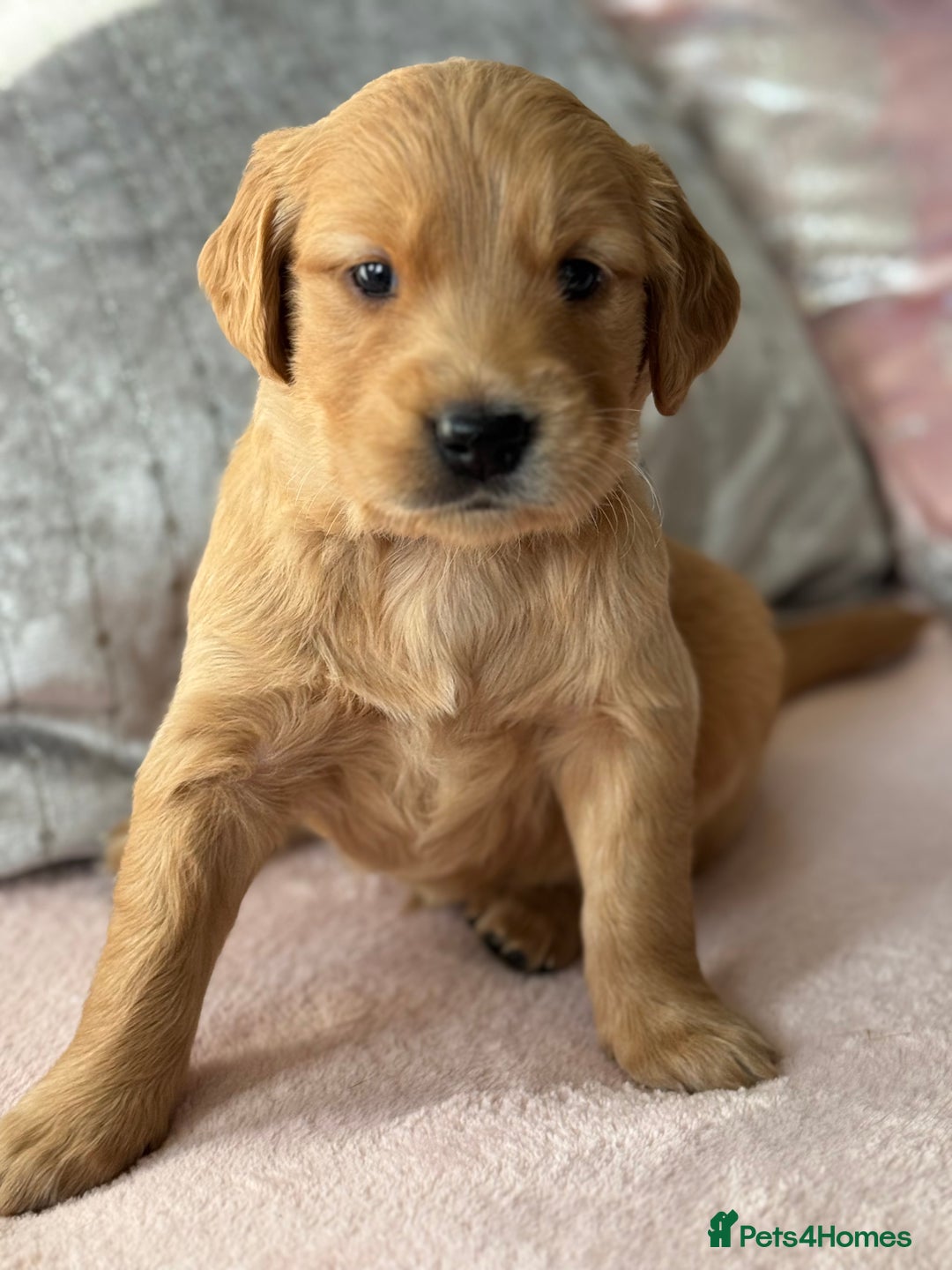 Golden Retriever dogs for sale: Last Stunning Male Pup Health Tested Parents  - Image 18