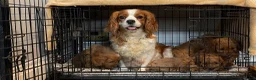Cavapoo dogs for sale: ADORABLE CAVAPOO PUPPIES  - Advert 1